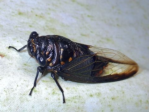 Batwing Cicada - Cryptotympana aquila  Batwing Cicada,Cicada,Cryptotympana aquila,Malaysia,Sabah