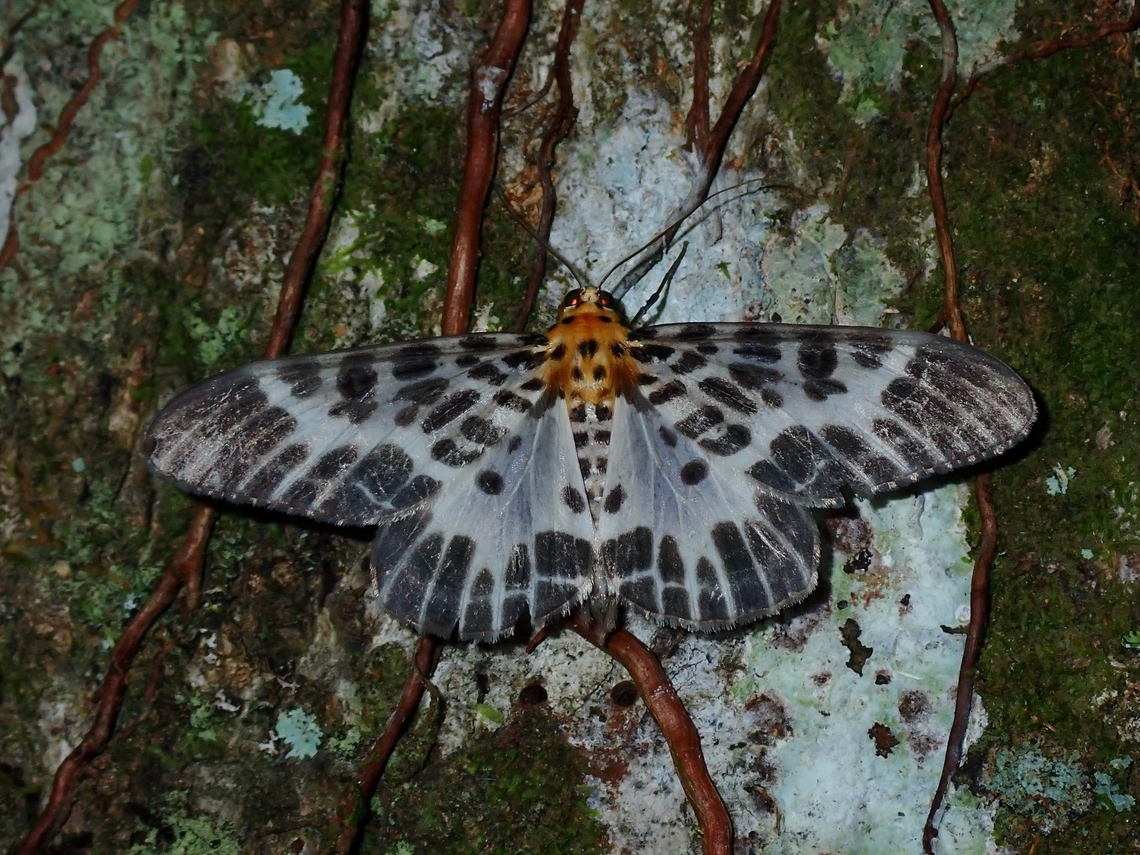 Moth - Pogonopygia nigralbata  Malaysia,Moth,Pogonopygia nigralbata,Sabah