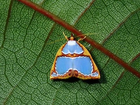 Tufted Moth - Titulcia eximia  Malaysia,Moth,Sabah,Titulcia eximia,Tufted Moth