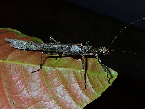 Phasmid/Stick Insect - Pomposa moesta Female Phasmid Malaysia,Phasmatodea,Phasmid,Phasmida,Pomposa moesta,Sabah,Stick Insect