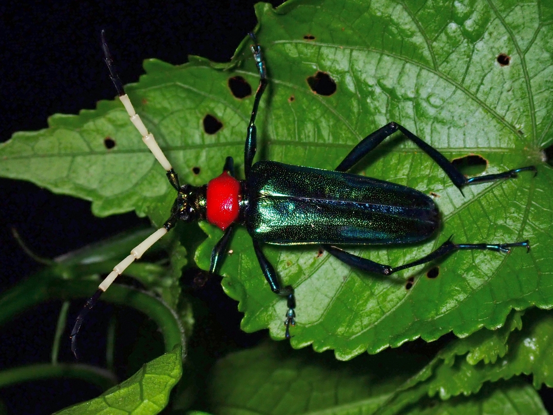 Longhorn Beetle - Pachyteria ruficollis  Beetle,Longhorn Beetle,Malaysia,Pachyteria ruficollis,Sabah
