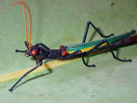 Phasmid/Stick Insect - Orthomeria smaragdinum  Malaysia,Orthomeria smaragdinum,Phasmatodea,Phasmid,Phasmida,Sabah,Stick Insect