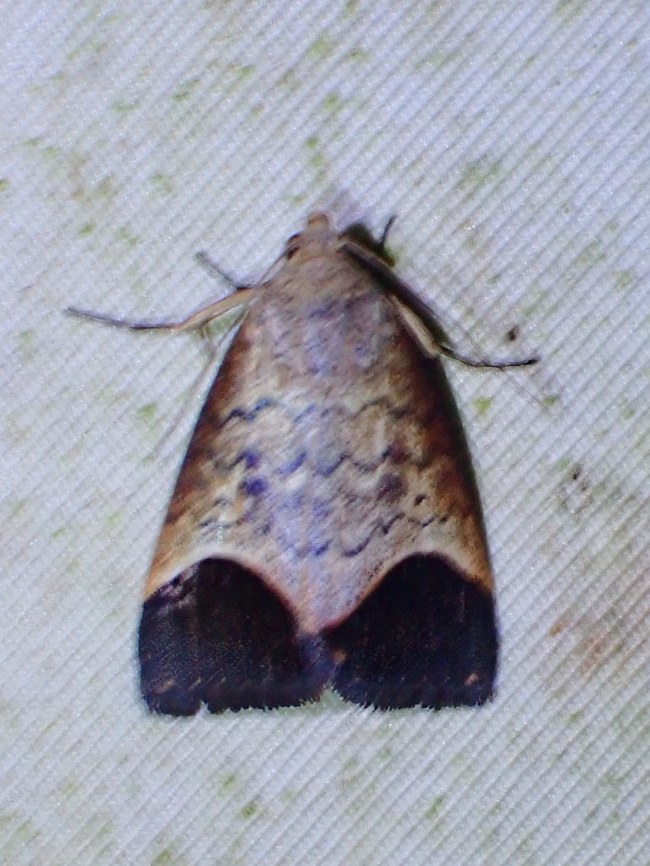 Moth - Bocula divergens  Bocula divergens,Malaysia,Moth,Sabah