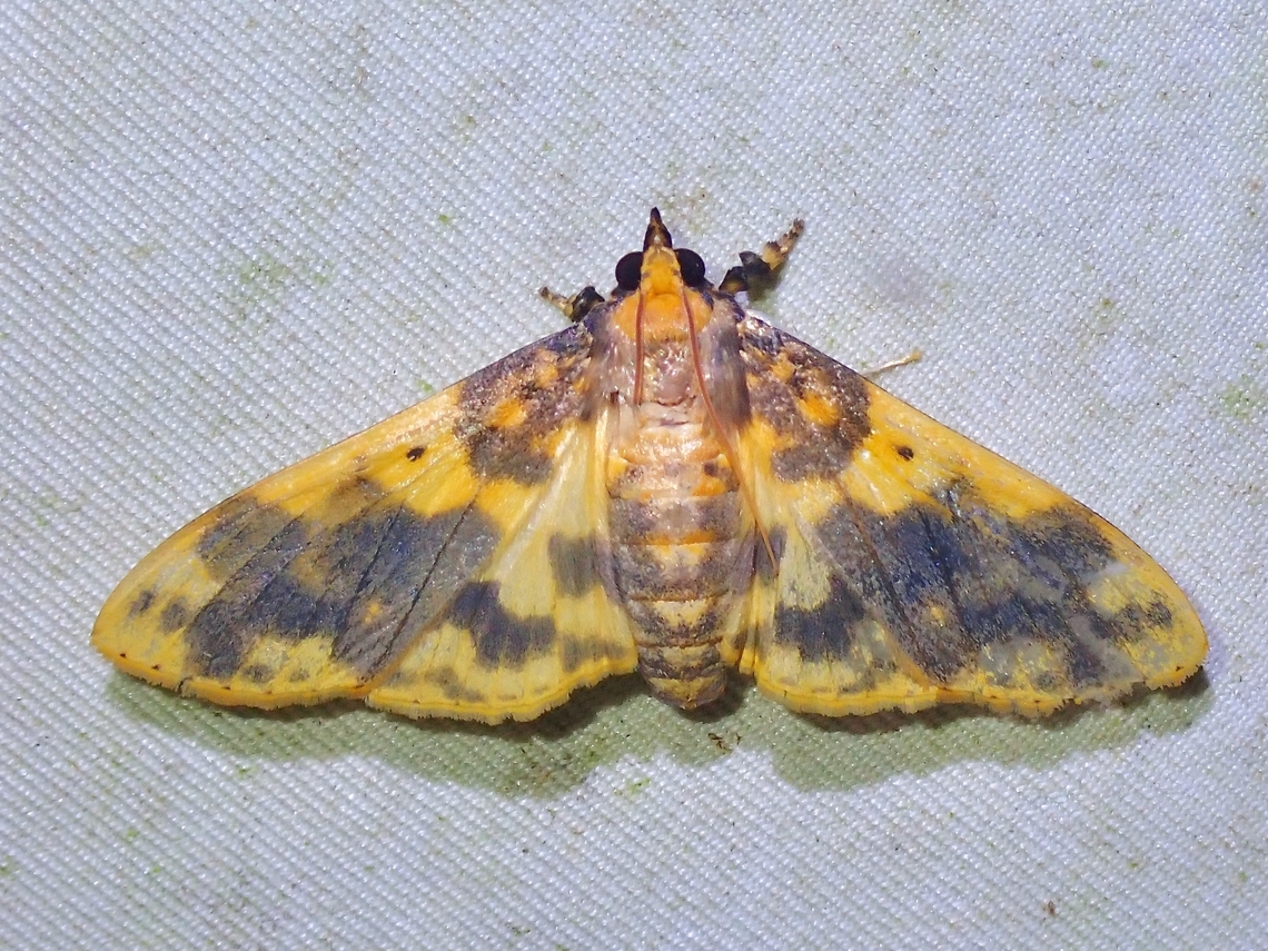 Pearl Moth - Pachynoa thoosalis  Malaysia,Moth,Pachynoa thoosalis,Pearl Moth,Sabah