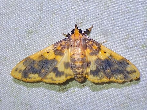 Pearl Moth - Pachynoa thoosalis  Malaysia,Moth,Pachynoa thoosalis,Pearl Moth,Sabah