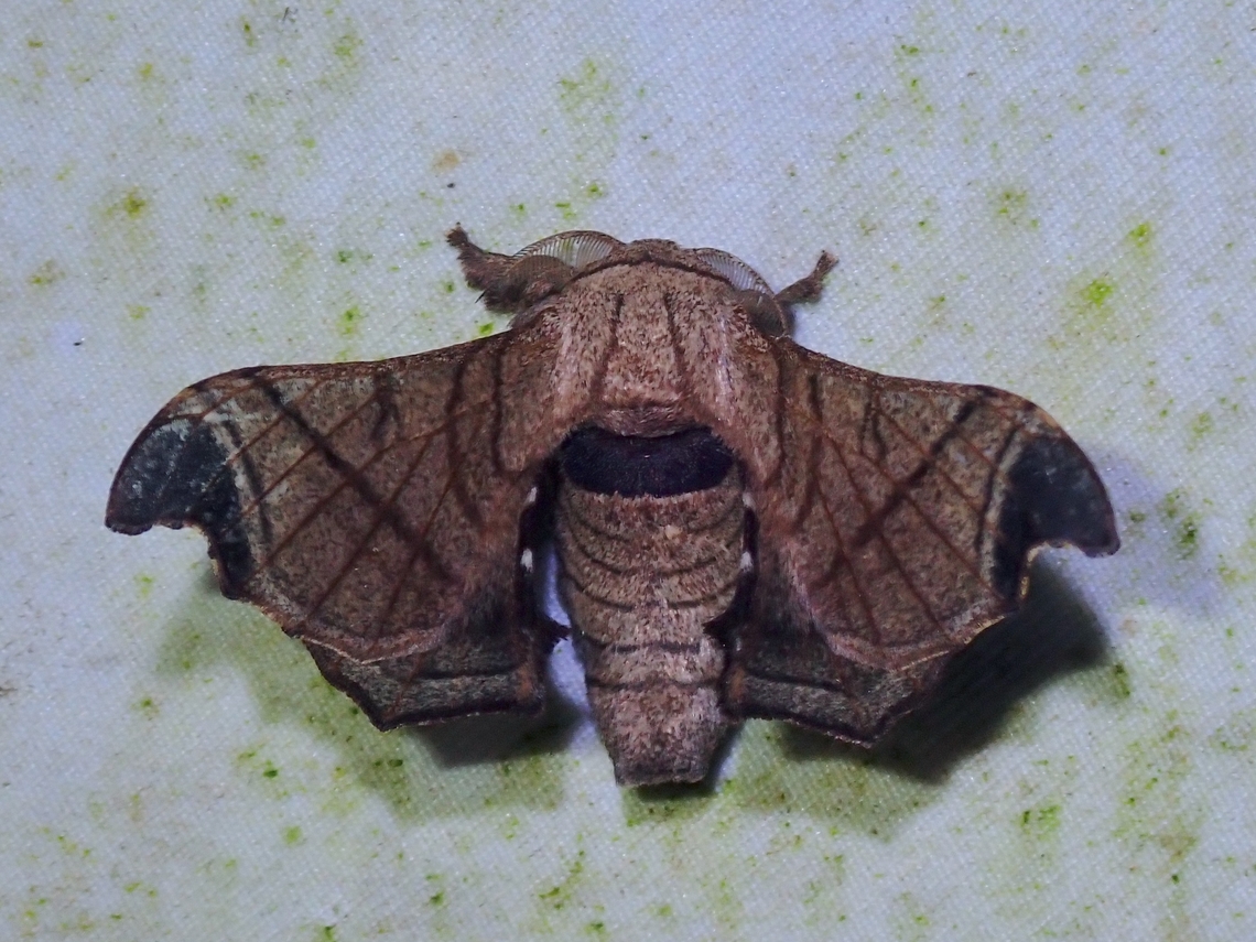 Silkmoth - Bombyx incomposita Supposedly a rare find :D Bombyx incomposita,Malaysia,Moth,Sabah,Silkmoth