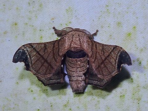 Silkmoth - Bombyx incomposita Supposedly a rare find :D Bombyx incomposita,Malaysia,Moth,Sabah,Silkmoth