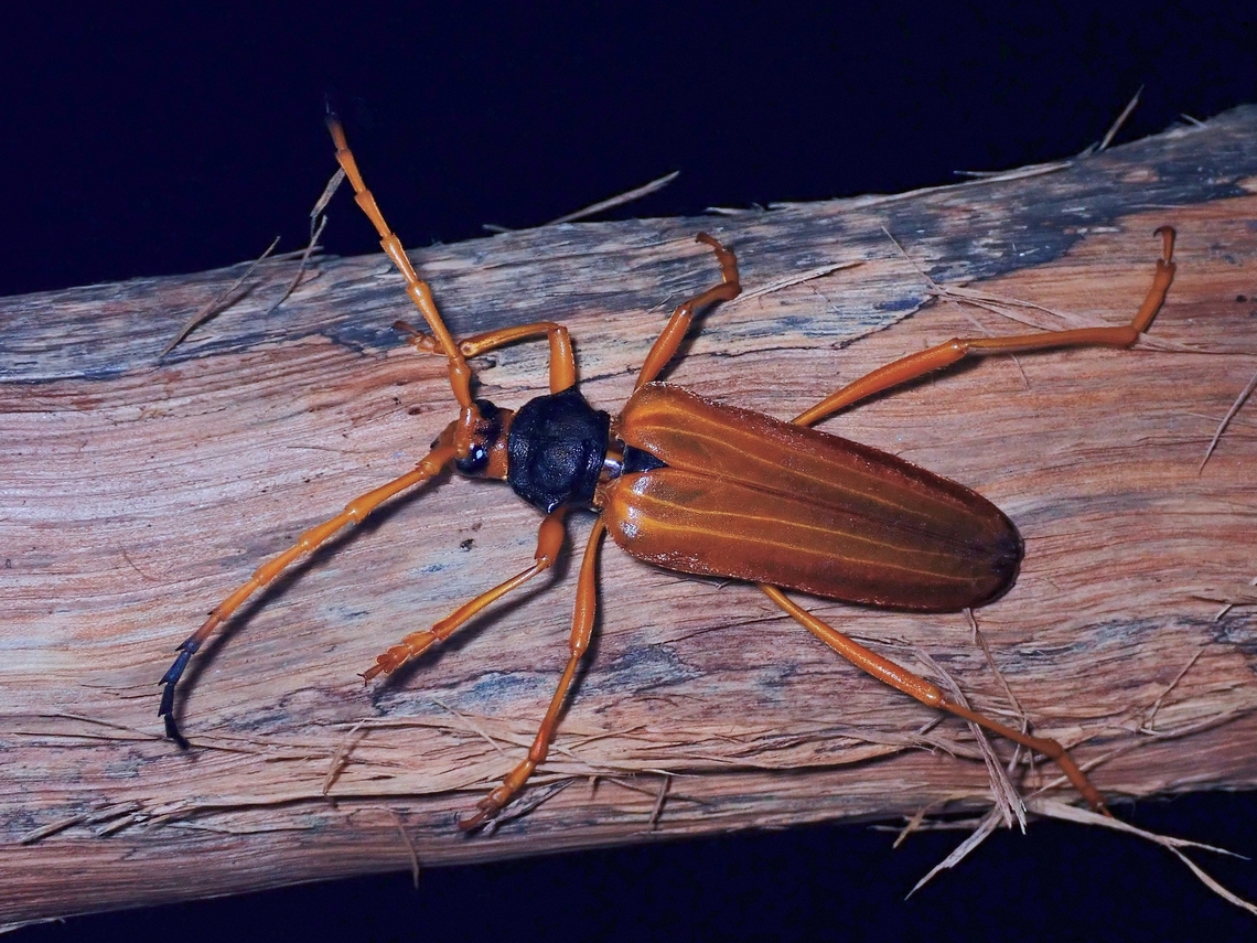 Longhorn Beetle - Schmidtiana spinicollis  Beetle,Longhorn Beetle,Malaysia,Sabah,Schmidtiana spinicollis