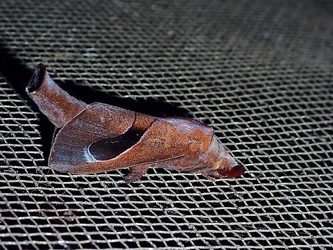 Lappet Moth - Paralebeda lucifuga  Lappet Moth,Malaysia,Moth,Paralebeda lucifuga,Sabah
