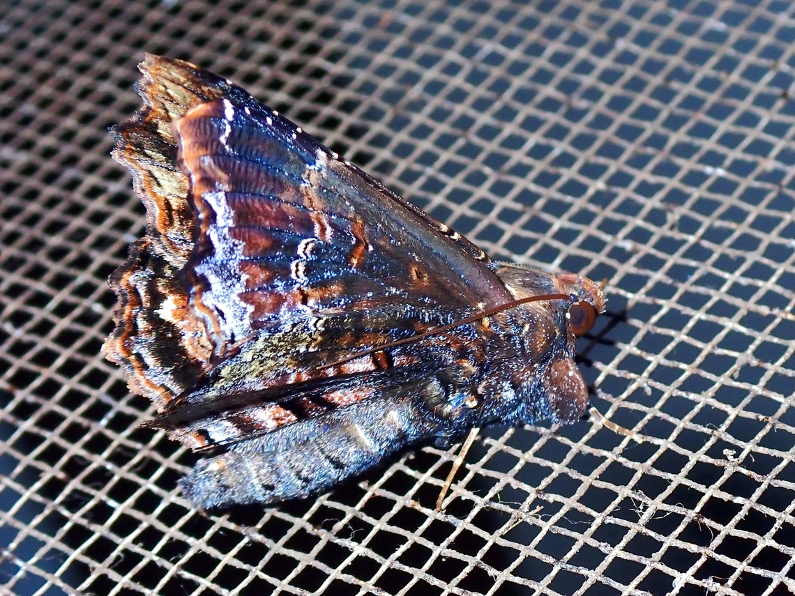 Moth - Lacera nyarlathotepi  Lacera nyarlathotepi,Malaysia,Moth,Sabah