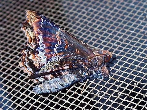 Moth - Lacera nyarlathotepi  Lacera nyarlathotepi,Malaysia,Moth,Sabah