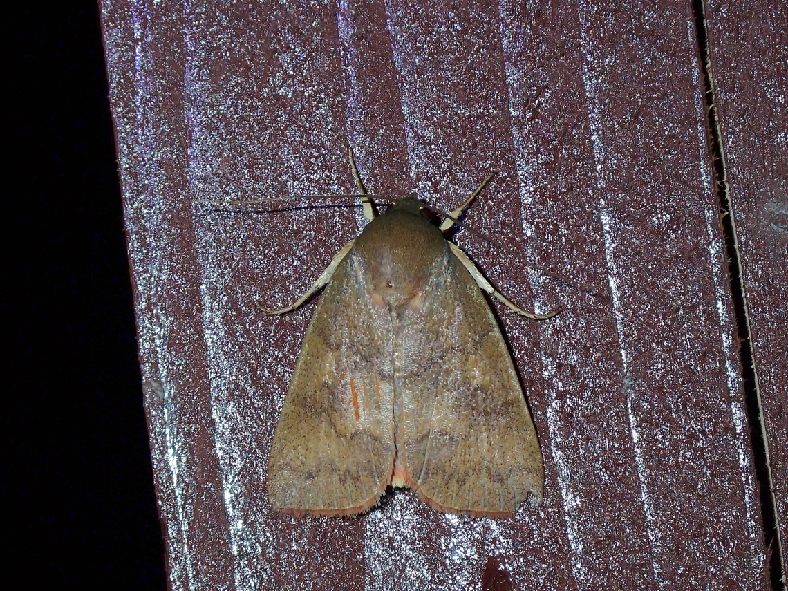 Tufted Moth - Calymera sabulosa  Calymera sabulosa,Malaysia,Moth,Sabah,Tufted Moth