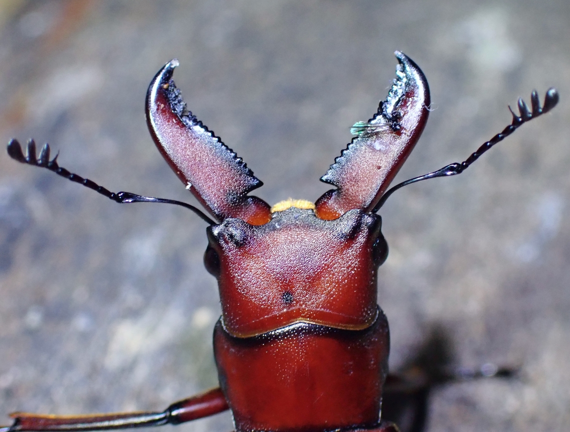 Stag Beetle - Cyclommatus giraffa  Beetle,Cyclommatus giraffa,Malaysia,Sabah,Stag Beetle