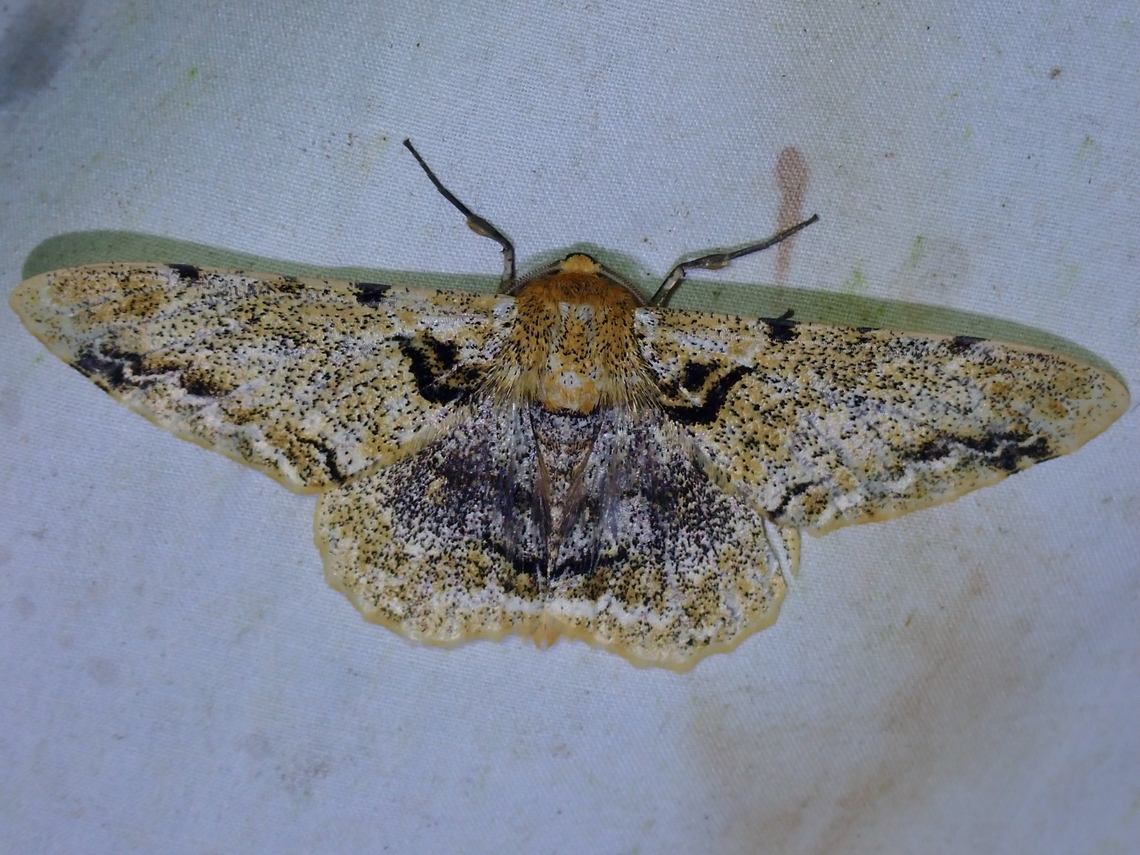 Moth - Biston insularis  Biston insularis,Malaysia,Moth,Sabah