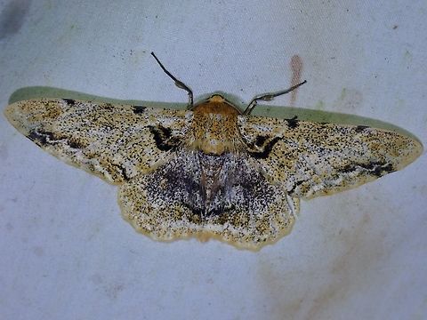 Moth - Biston insularis  Biston insularis,Malaysia,Moth,Sabah