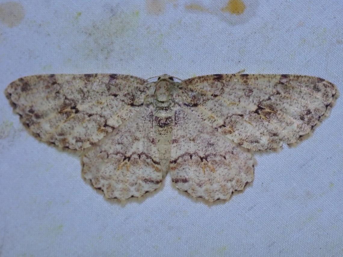 Moth - Ectropis longiscapia  Ectropis longiscapia,Malaysia,Moth,Sabah