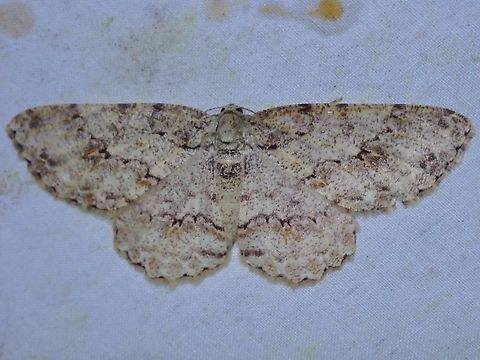 Moth - Ectropis longiscapia  Ectropis longiscapia,Malaysia,Moth,Sabah