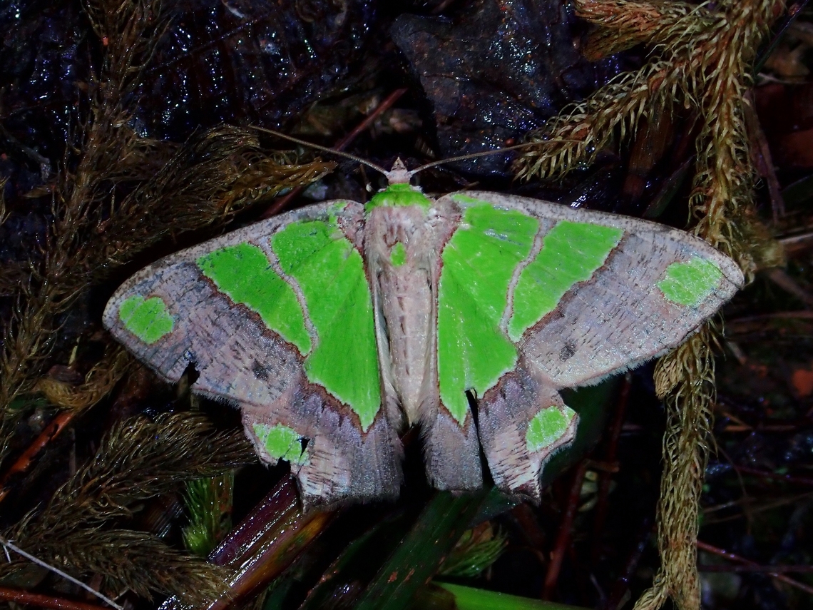 Moth - Agathia quinaria  Agathia quinaria,Malaysia,Moth,Sabah