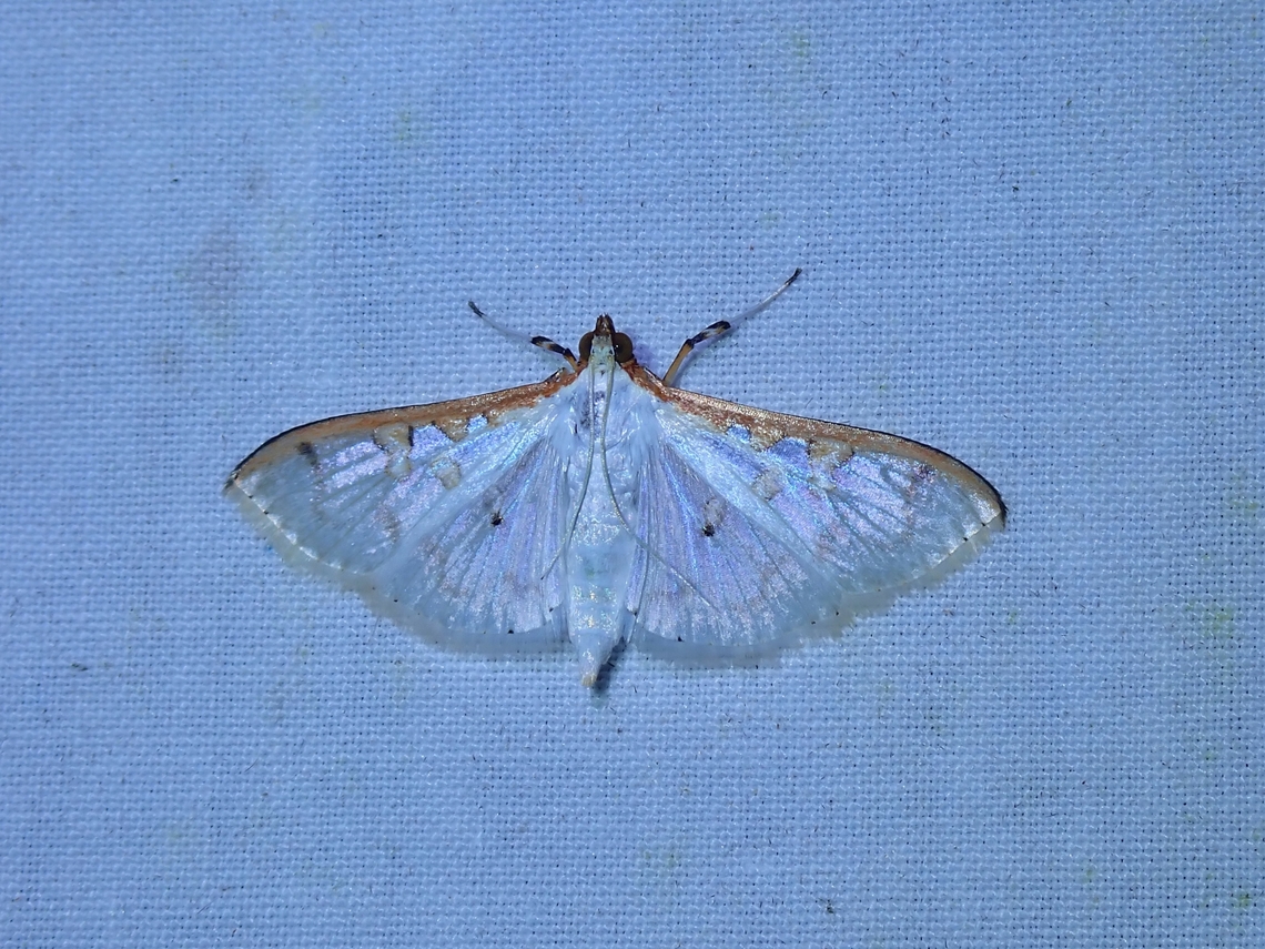 Pearl Moth - Palpita munroei  Malaysia,Moth,Palpita annulifer,Palpita munroei,Pearl Moth,Sabah