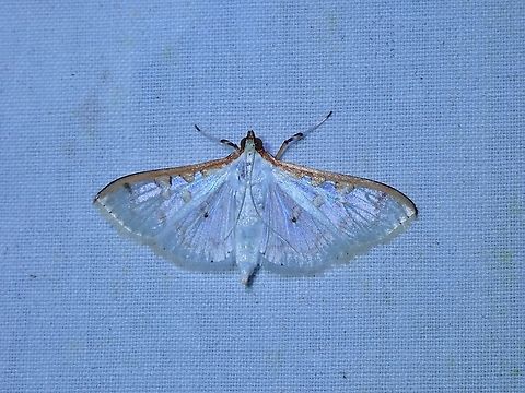 Pearl Moth - Palpita munroei  Malaysia,Moth,Palpita annulifer,Palpita munroei,Pearl Moth,Sabah