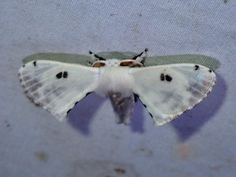 Silk Moth - Penicillifera apicalis  Malaysia,Moth,Penicillifera apicalis,Sabah,Silk Moth