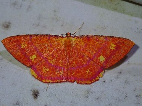 Moth - Eumelea rubrifusa  Eumelea rubrifusa,Malaysia,Moth,Sabah