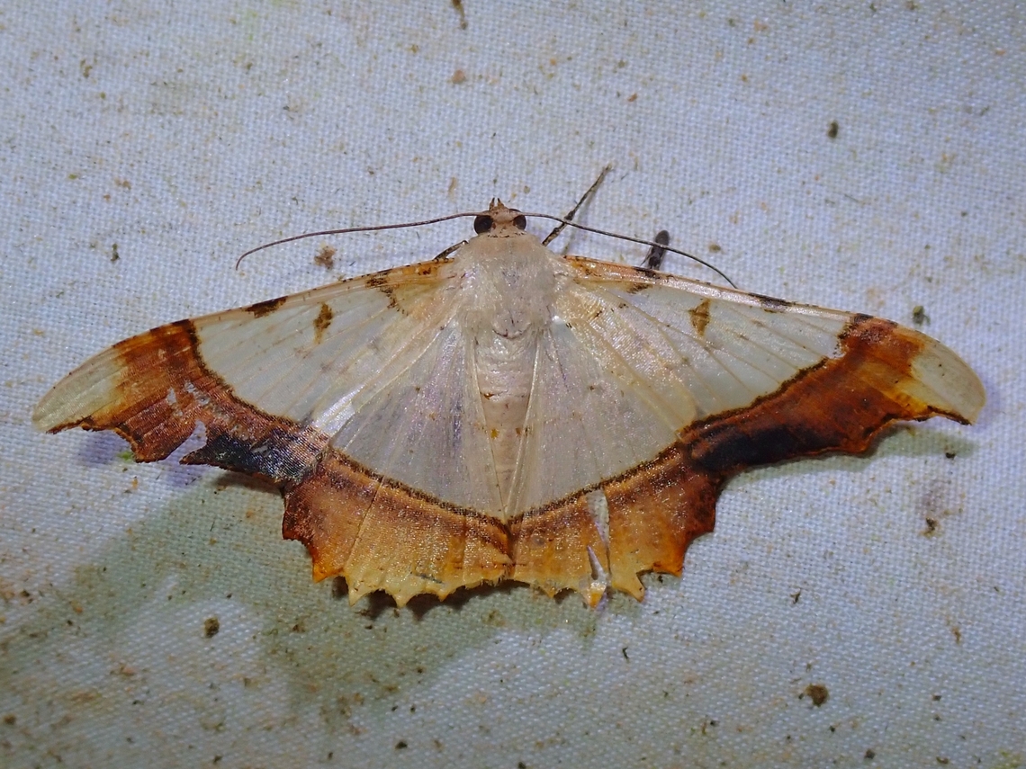 Moth - Zeheba lucidata  Malaysia,Moth,Sabah,Zeheba lucidata
