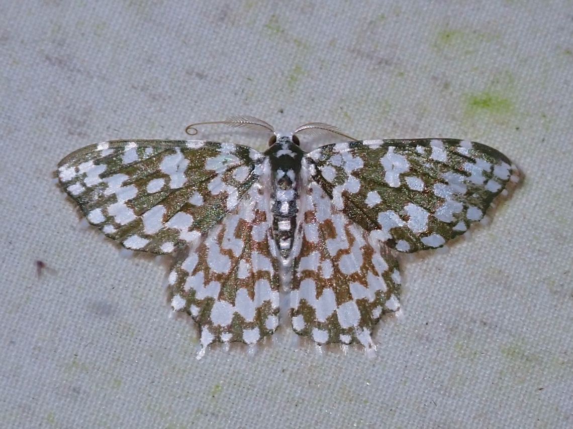 Moth - Berta tridentijuxta  Berta tridentijuxta,Malaysia,Moth,Sabah