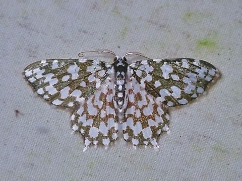 Moth - Berta tridentijuxta  Berta tridentijuxta,Malaysia,Moth,Sabah