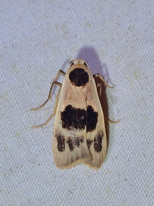 Lichen Moth - Teulisna plagiata  Lichen Moth,Malaysia,Moth,Sabah,Teulisna plagiata