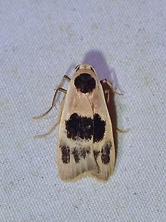 Lichen Moth - Teulisna plagiata  Lichen Moth,Malaysia,Moth,Sabah,Teulisna plagiata