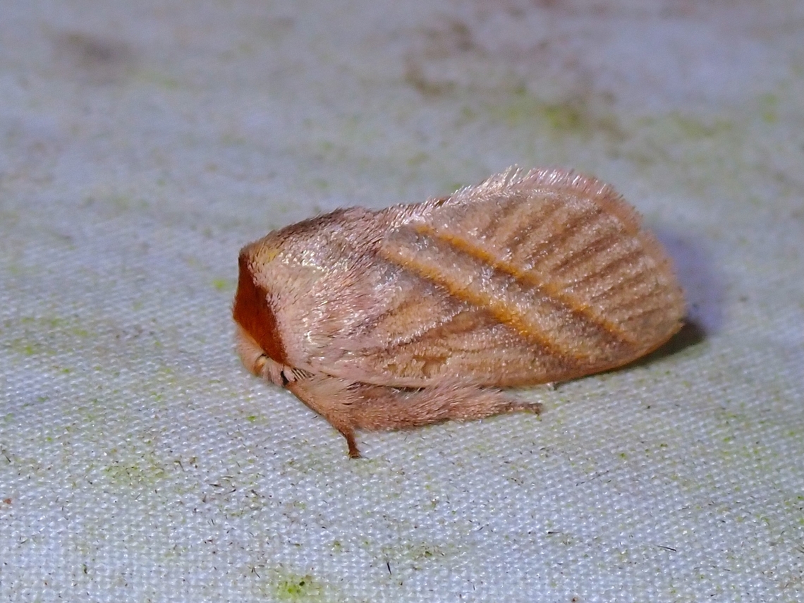 Stinging Slug Moth - Cania striola Cania striola is a species of Stinging Slug Moth from Family Limacodidae Cania striola,Malaysia,Moth,Sabah,Slug Moth,Stinging Slug Moth