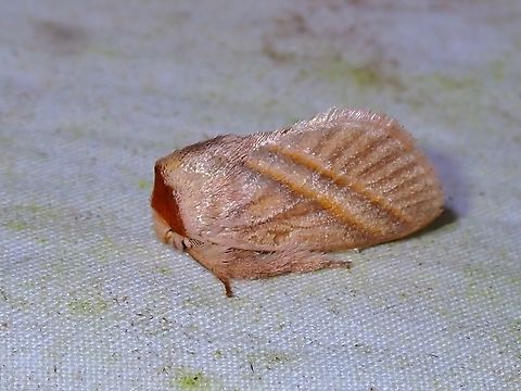 Stinging Slug Moth - Cania striola Cania striola is a species of Stinging Slug Moth from Family Limacodidae Cania striola,Malaysia,Moth,Sabah,Slug Moth,Stinging Slug Moth