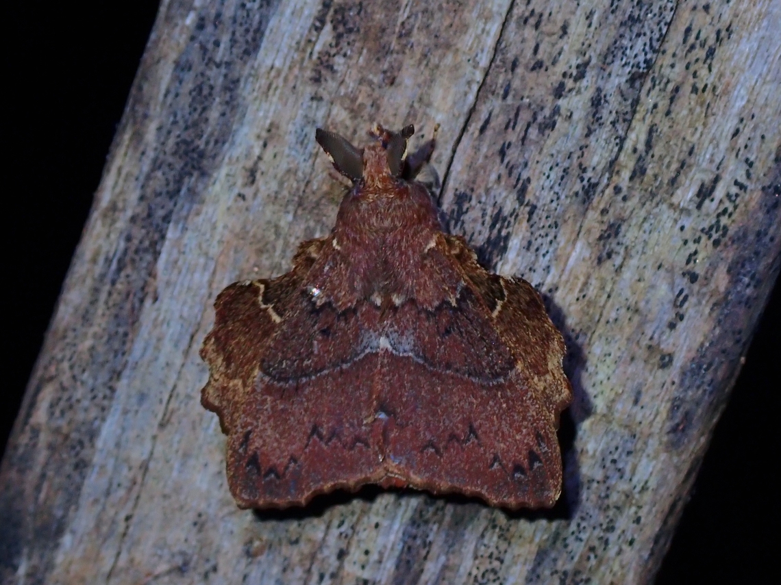 Lappet Moth - Takanea diehli  Lappet Moth,Malaysia,Moth,Sabah,Takanea diehli
