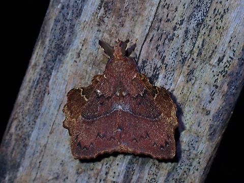 Lappet Moth - Takanea diehli  Lappet Moth,Malaysia,Moth,Sabah,Takanea diehli