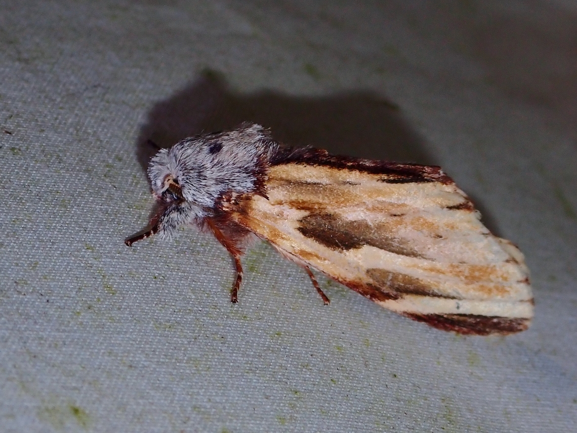 Prominent Moth - Neopheosia fasciata  Malaysia,Moth,Neopheosia fasciata,Prominent Moth,Sabah
