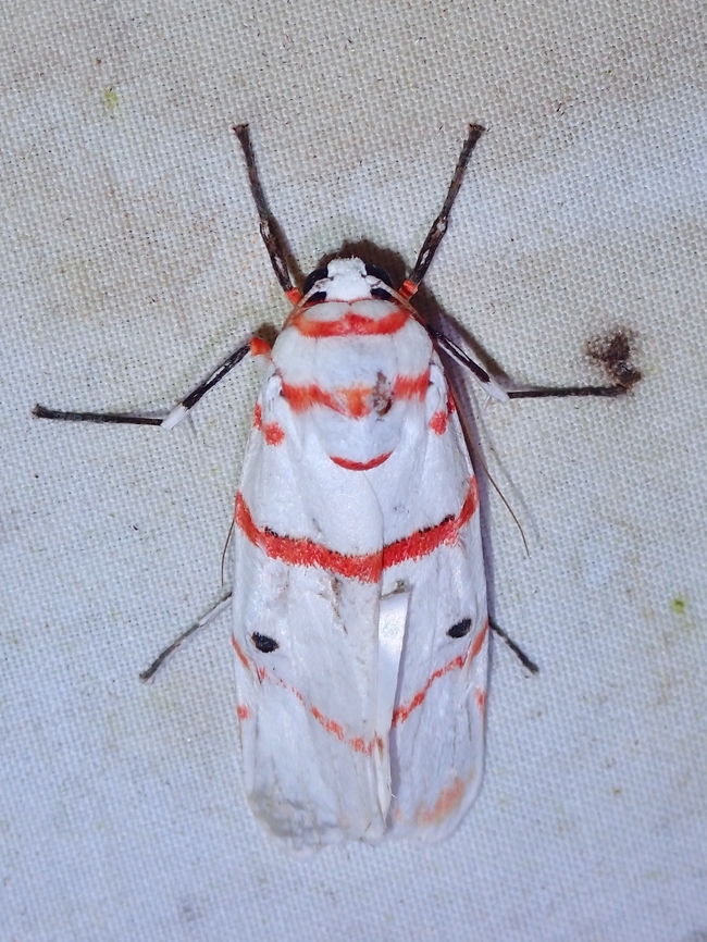 Lichen Moth - Cyana saulia  Cyana saulia,Lichen Moth,Malaysia,Moth,Sabah
