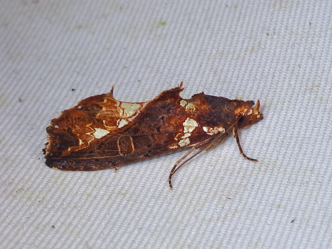 Fruit-Piercing Moth - Plusiodonta ramlii  Fruit-Piercing Moth,Malaysia,Moth,Plusiodonta ramlii,Sabah