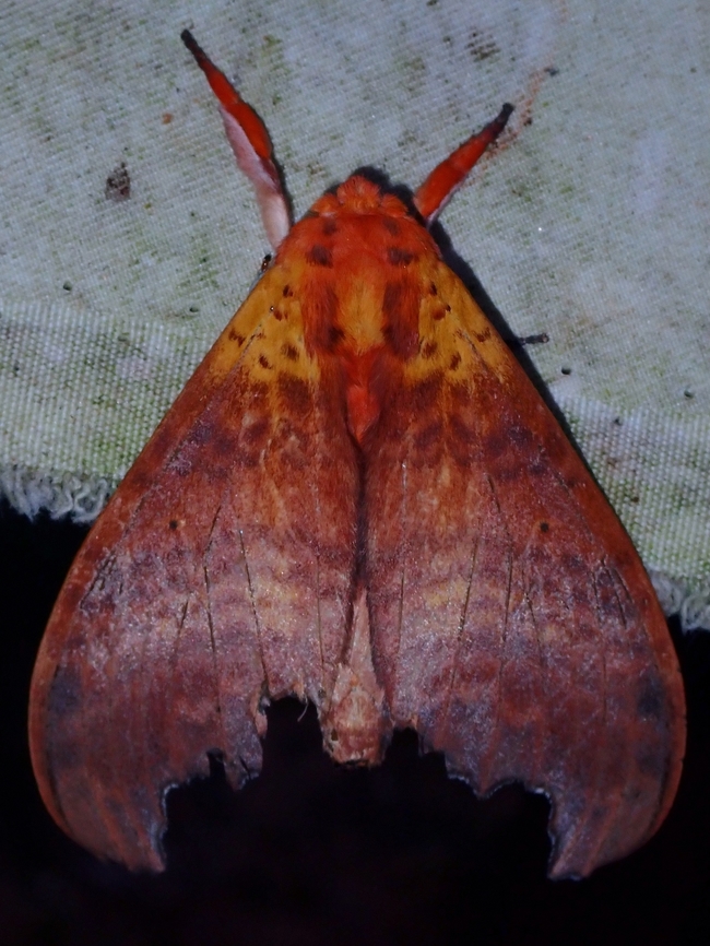 Prominent Moth - Euhampsonia gigantea  Euhampsonia gigantea,Malaysia,Moth,Prominent Moth,Sabah