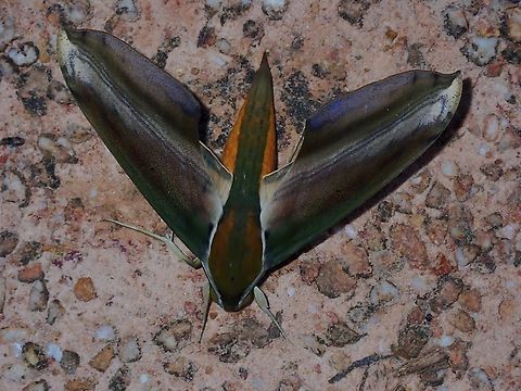 Yam Hawkmoth - Theretra nessus  Malaysia,Moth,Sabah,Theretra nessus,Yam Hawkmoth