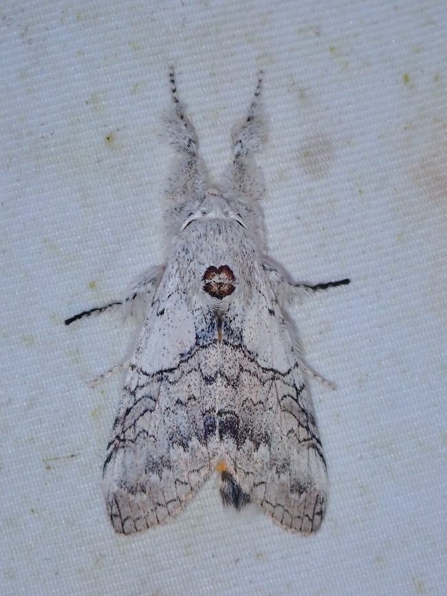 Tussock Moth - Calliteara horsfieldii  Calliteara horsfieldii,Horsfields Tussock Moth,Malaysia,Moth,Sabah,Tussock Moth
