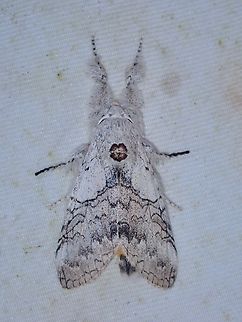 Tussock Moth - Calliteara horsfieldii  Calliteara horsfieldii,Horsfields Tussock Moth,Malaysia,Moth,Sabah,Tussock Moth