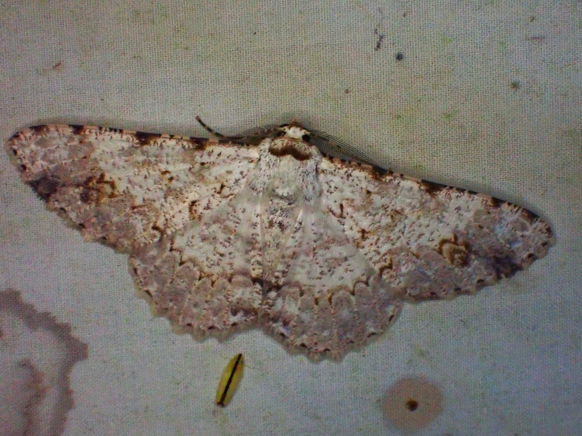 Moth - Lassaba vinacea  Lassaba vinacea,Malaysia,Moth,Sabah