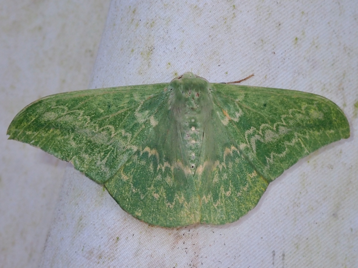 Moth - Tanaorhinus malayanus  Malaysia,Moth,Sabah,Tanaorhinus malayanus