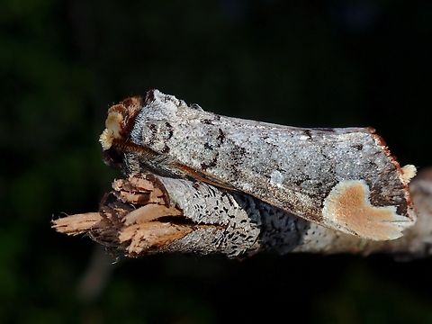 Broken Twig This Prominent Moth, when resting at the tip of broken tips, camouflaged perfectly as broken tip with the top of the head that looks like the 'broken twig' and the colouration/patterns on the wings equally camouflaged with the twig/branch. Malaysia,Moth,Phalera sundana,Prominent Moth,Sabah