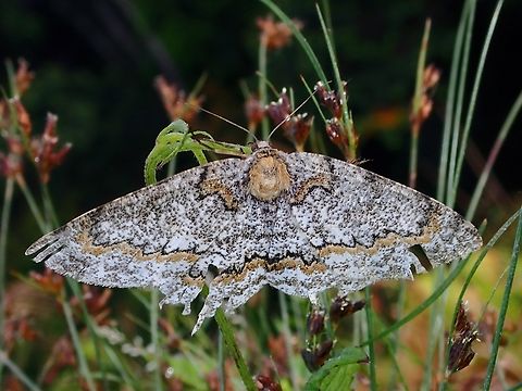 Moth - Biston suppressaria Biston suppressaria,Malaysia,Moth,Sabah,Tea Looper,Tea looper