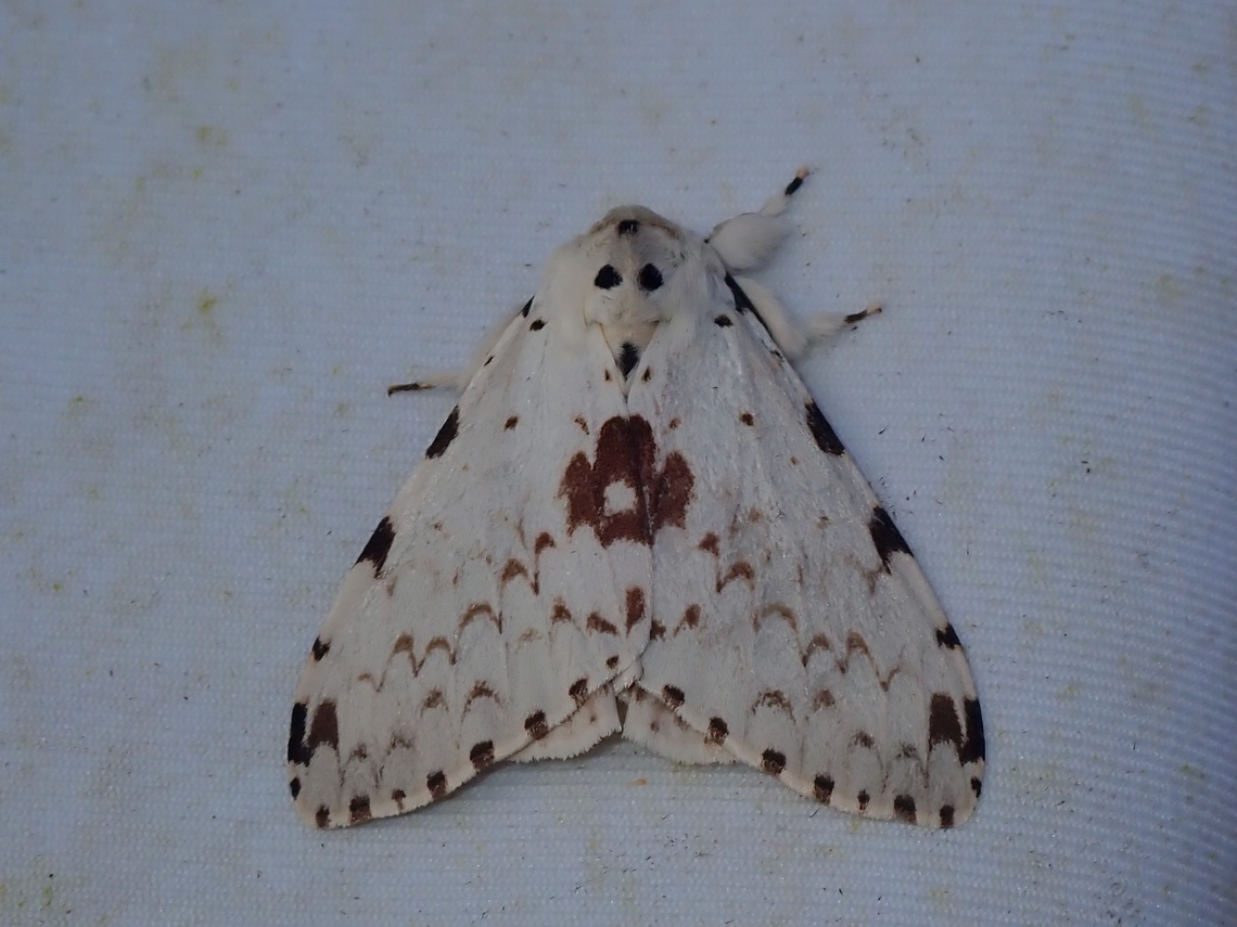 Moth - Lymantria brunneiplaga  Lymantria brunneiplaga,Malaysia,Moth,Sabah