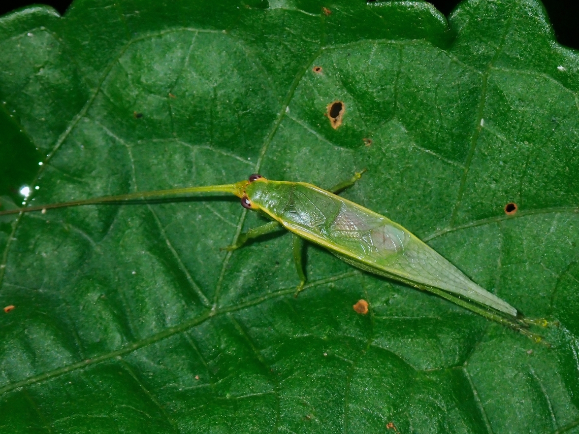 Bush Cricket - Truljalia parvispinosa  Bush Cricket,Cricket,Malaysia,Sabah,Truljalia parvispinosa