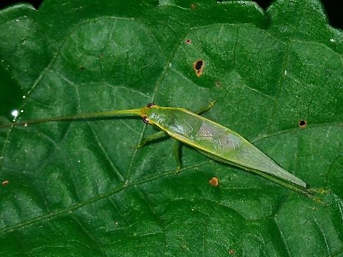 Bush Cricket - Truljalia parvispinosa  Bush Cricket,Cricket,Malaysia,Sabah,Truljalia parvispinosa