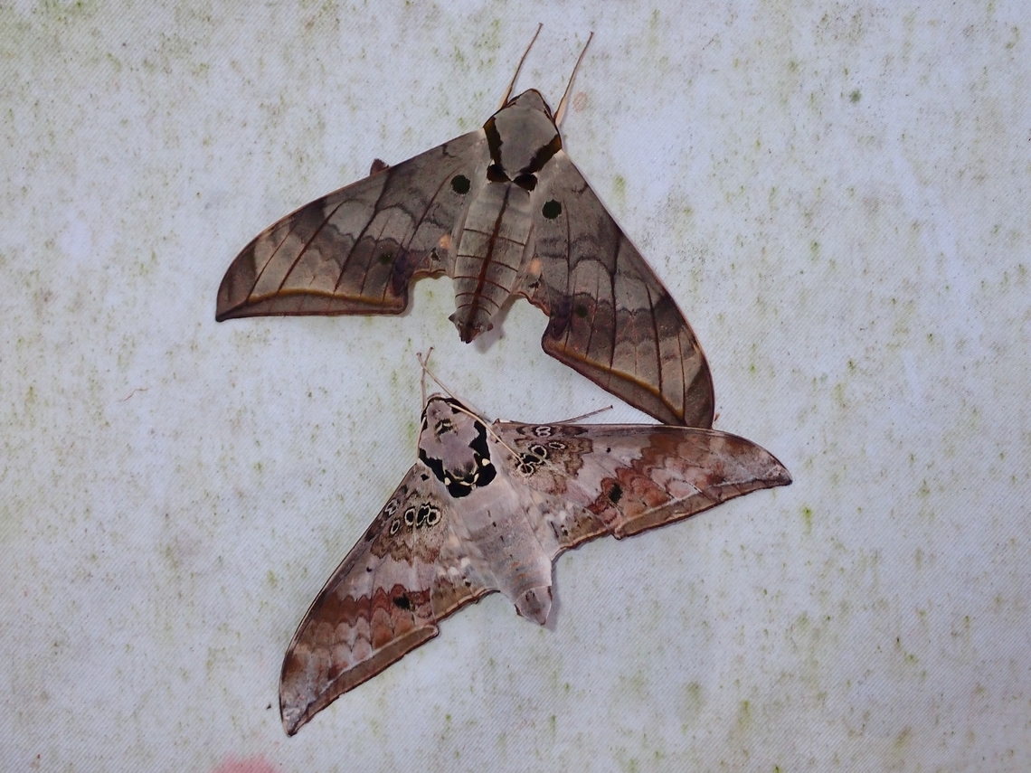 Dark-Based Gliding Hawkmoth - Ambulyx substrigilis Observation on the Top Hawkmoth.<br />
<br />
The Bottom Hawkmoth is Ambulyx canescens Ambulyx substrigilis,Dark-based gliding hawkmoth